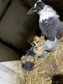 Prodám zakrslé králíky - 3