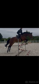 13-letá klisna na prodej - 3