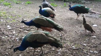 Páv korunkátý modrý, a černokřídlý - 3