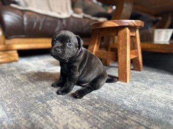 Stafordšírský bulterier s PP - 3