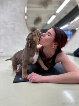 American bully XL - 3