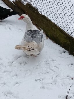 Prodám kachna pižmová - 3