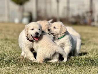Zlatý Retriever šteniatka s PP - 3