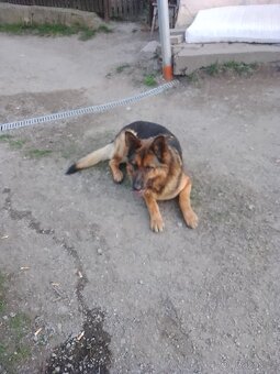 Nabízím pejska na krytí německý ovčák - 3