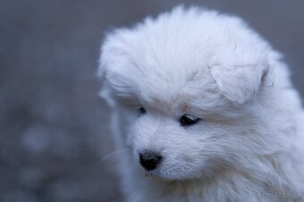 SAMOJED-štěňata s PP - 3