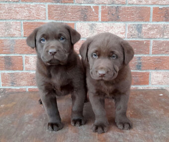 Čokoládové šteňatá Labradora - 3