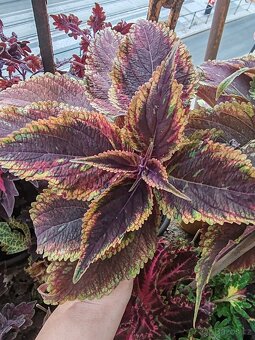 Coleus - 3