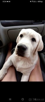 Labrador - 3