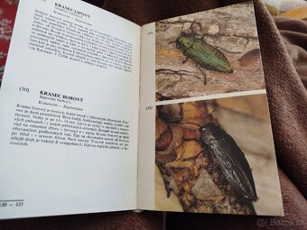 Entomologická kniha - 3