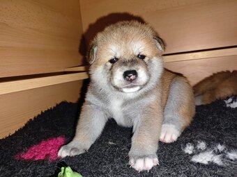 Akita inu s PP - červená a žíhaná fenečka - 3