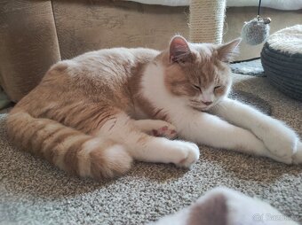 Britské kotě britská koťátka - 3