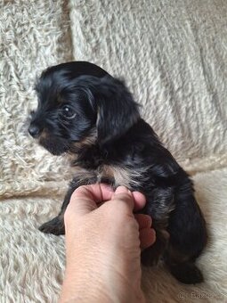 Joršír,jorkšírsky teriér,yorkšhir - 3