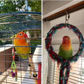 Daruji samičku agapornise - 3