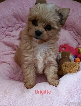 Holčička Brigittka Yorkshire teriér gold. PP - 3