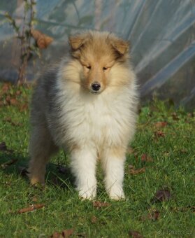 KOLIE DLOUHOSRSTA ZLATA - 3