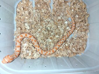 Heterodon Nosatý mláďata 2025 - 3