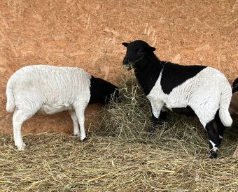 Jehňata - jehničky kamerunka/ dorper - 3