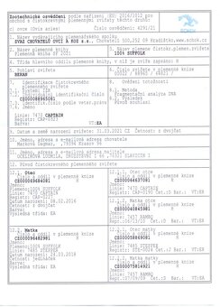 Plemenný beran Suffolk - 3