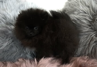 Pomeranian s PP fenka - 3