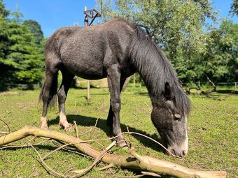 Pony roční valášek - 3
