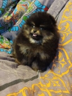 Pomeranian - 3