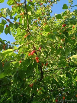 Prodej třešně - chrupky (bio) - 3