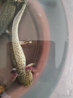 Axolotl mexický - Ambystoma mexicanum - 3