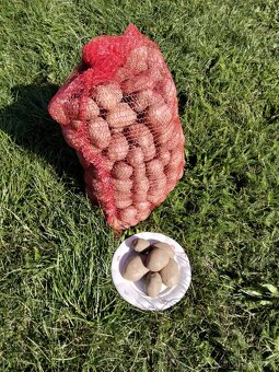 Brambory k uskladnění. - 3