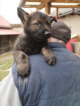 Německý ovčák štěňata - 3