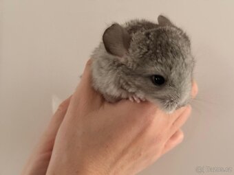 Činčila mládě samičky - 3