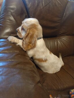 Anglický kokršpaněl barevný pejsek - 3