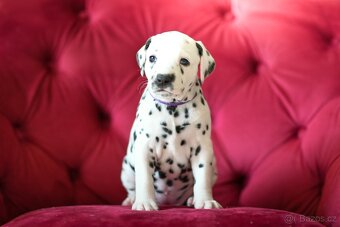 Dalmatin s PP - 3