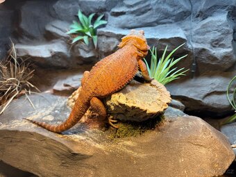 Agama vousatá samička - 3