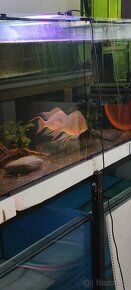 Geophagus Sveni f1 - 3