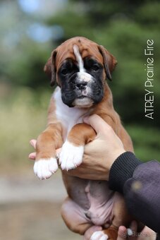 NĚMECKÝ BOXER s PP (FCI) - 3