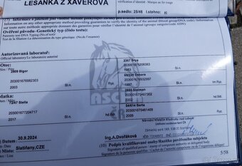 slezský norický kůň - kobylka 1 rok - 3