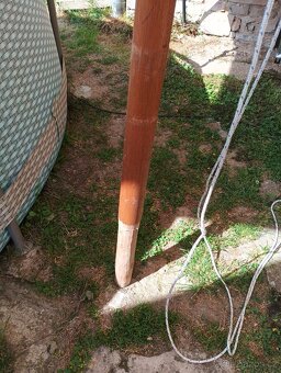 Slunečník kozel - 3