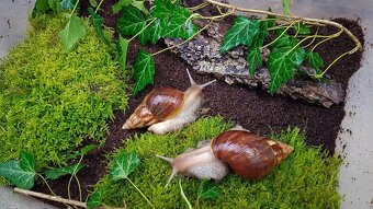 Africký šneci Lissachatina fulica Madagascar dark - 3