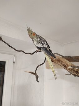 Korely(samečci s DNA testem) - 3