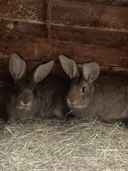 Mladí králíci - 3