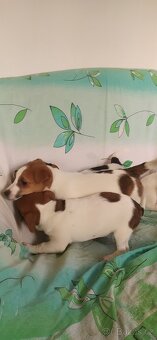 Jack Russell teriér - 3