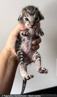 Orientální koťe Marbleficent s PP - 3