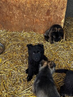 Německý ovčák - 3