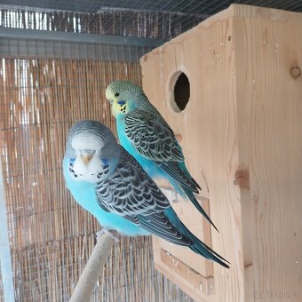 Výstavní andulky - 3