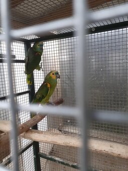 Amazoňan modročelý jižní - xanthopteryx - 3