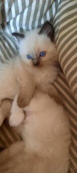 ragdoll kočičky - 3