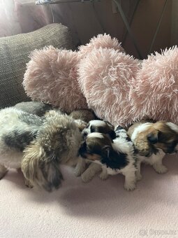 Shih-tzu (šicu) - 3
