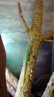 Anolis rudokrký (Anolis carolinensis) 1,1 - 3