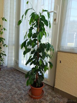 Fíkovník drobnolistý (Ficus Benjamina) - 3