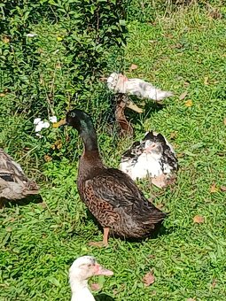 Kachna čínská - 3